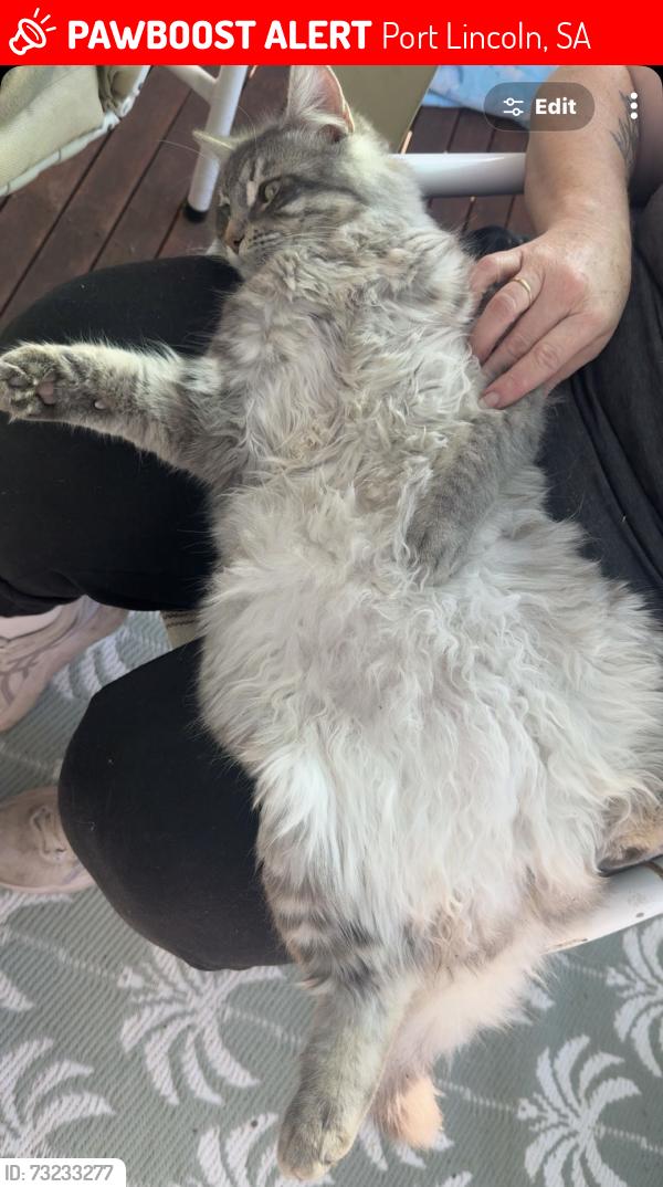 Lost Male Cat last seen Shaen street surroundings, Port Lincoln, SA 5606