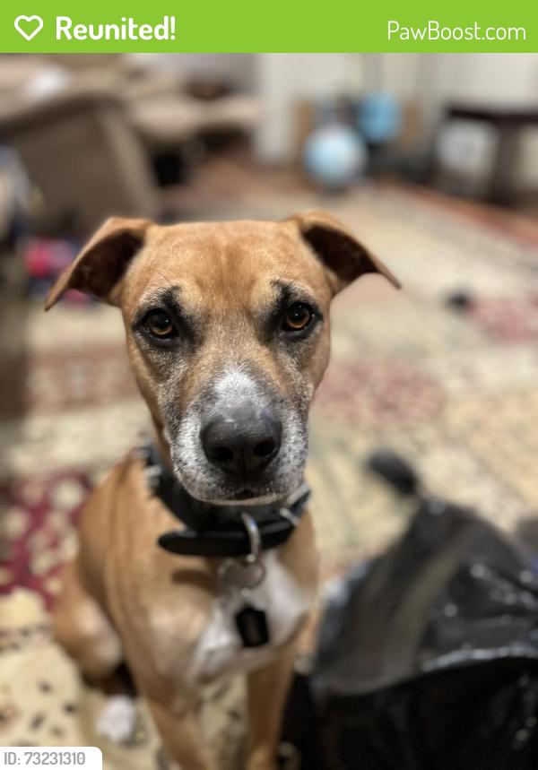 Reunited Male Dog last seen Amwell Rd, Hillsborough Township, NJ 08844