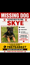 Lost Female Dog last seen Near ave and 32 ave, Opa-locka, FL 33054
