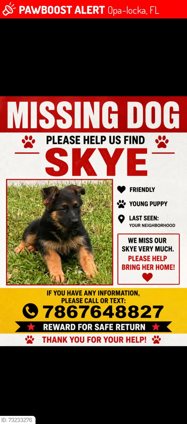 Lost Female Dog last seen Near ave and 32 ave, Opa-locka, FL 33054