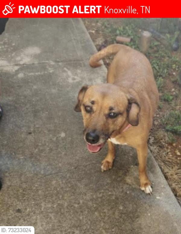 Lost Female Dog last seen Woodpark ln/fox lonas, Knoxville, TN 37923