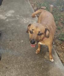 Lost Female Dog last seen Woodpark ln/fox lonas, Knoxville, TN 37923