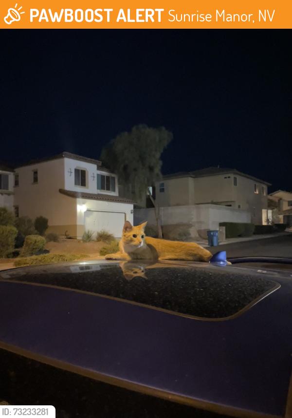Found/Stray Male Cat last seen Painted morning Ave, Sunrise Manor, NV 89142