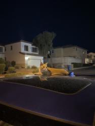 Found/Stray Male Cat last seen Painted morning Ave, Sunrise Manor, NV 89142