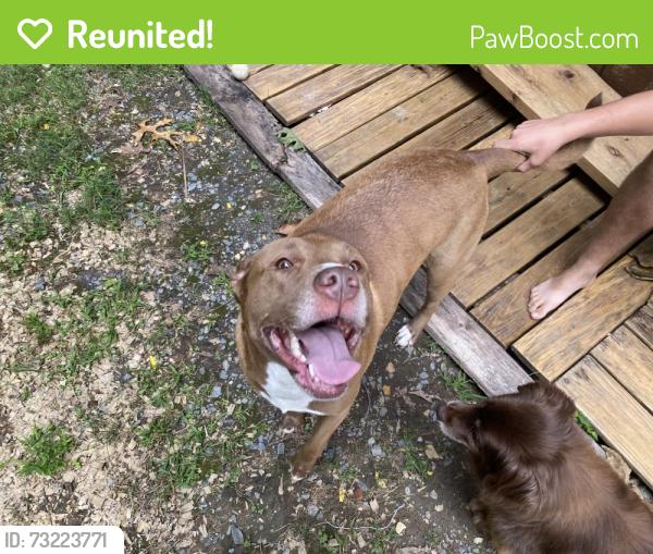 Reunited Female Dog last seen Sumney drive and Jackson, Bull Run Mountain Estates, VA 20169