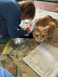 Lost Male Cat last seen Lower Crest street and Branch Lane, Tuxedo, NC 28790