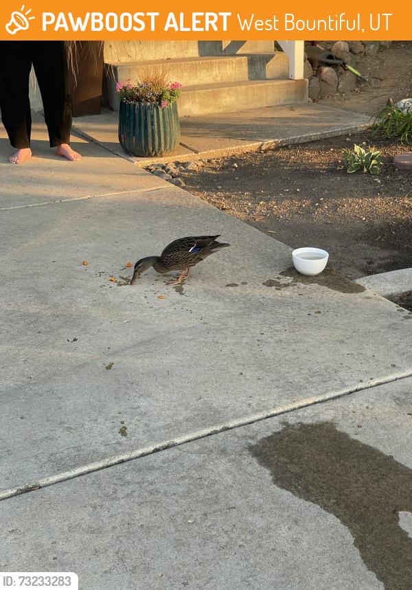 Found/Stray Female Bird last seen South end of 600 West in Bountiful, West Bountiful, UT 84087