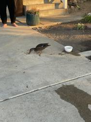 Found/Stray Female Bird last seen South end of 600 West in Bountiful, West Bountiful, UT 84087