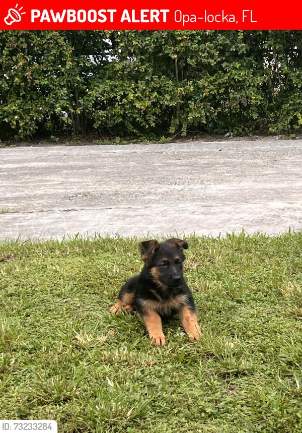 Lost Female Dog last seen Near ave and 32 ave, Opa-locka, FL 33054
