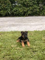 Lost Female Dog last seen Near ave and 32 ave, Opa-locka, FL 33054