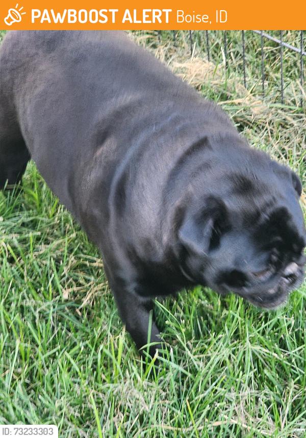 Found/Stray Male Dog last seen Allumbaugh, Boise, ID 83704