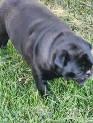 Found/Stray Male Dog last seen Allumbaugh, Boise, ID 83704