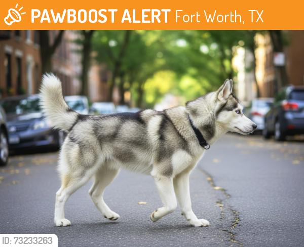 Found/Stray Unknown Dog last seen Real Oaks Dr and Prarie Dawn Dr, Fort Worth, TX 76131