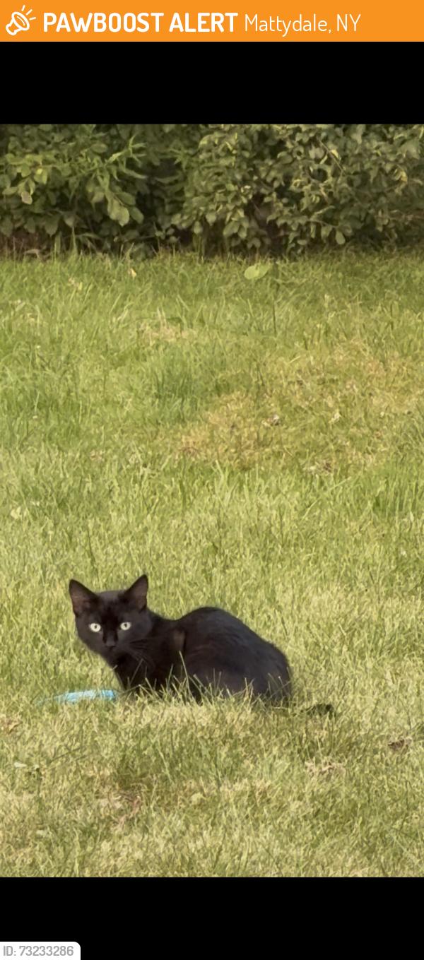 Found/Stray Unknown Cat last seen Marty, Mattydale, NY 13211