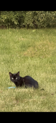 Found/Stray Unknown Cat last seen Marty, Mattydale, NY 13211