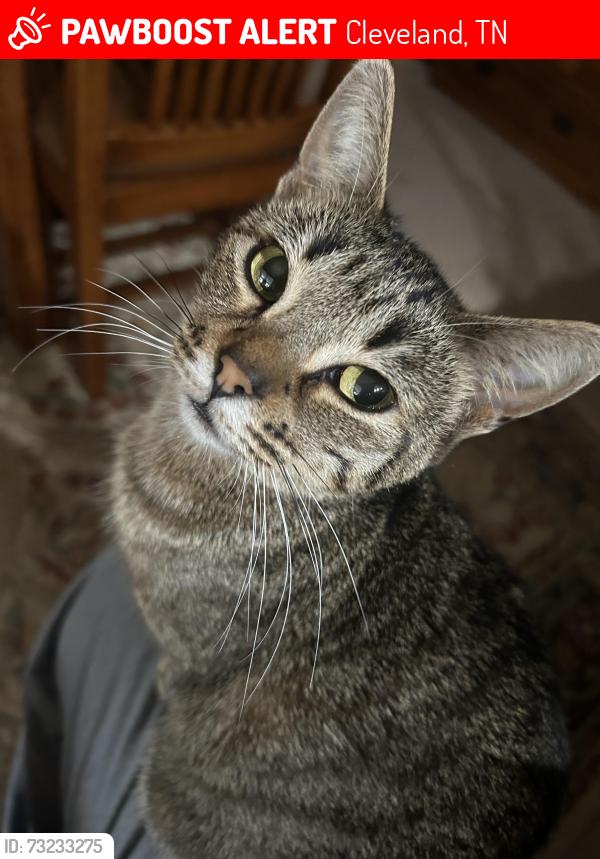 Lost Female Cat last seen Old lead mine valley rd sw, Cleveland, TN 37311