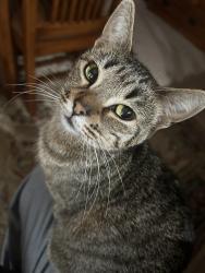 Lost Female Cat last seen Old lead mine valley rd sw, Cleveland, TN 37311