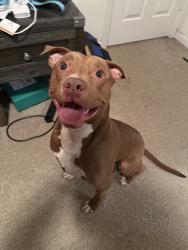 Reunited Male Dog last seen Wake Forest, NC, USA, Wake Forest, NC 27587