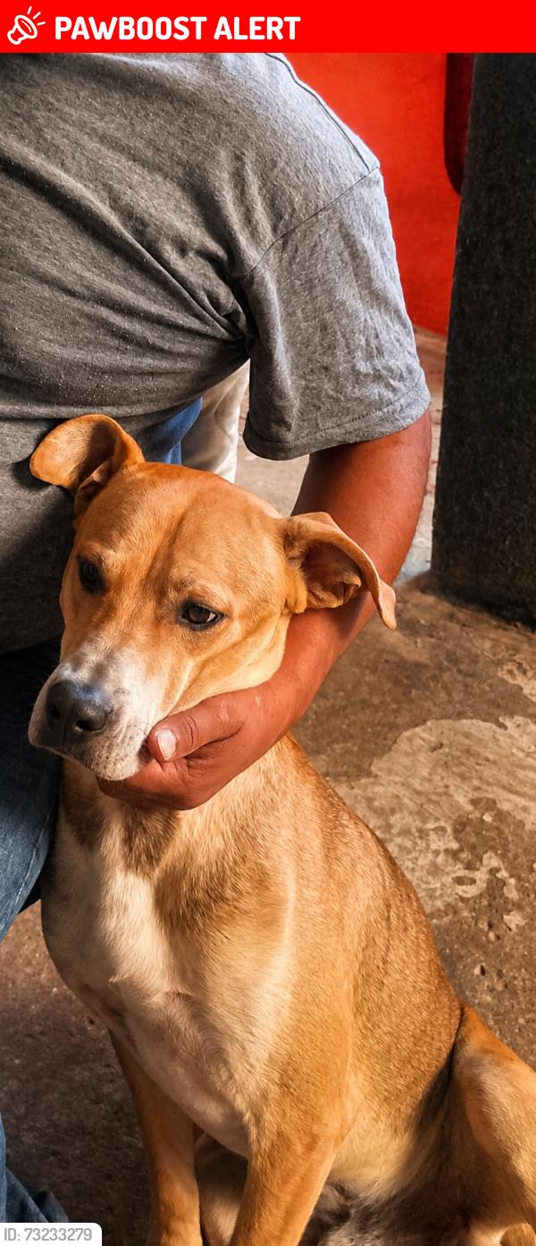 Lost Male Dog last seen Calle 1 de mayo colonia la carmelita, boulevard carmelitas, Heroica Puebla de Zaragoza, Pue. 72498