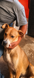 Lost Male Dog last seen Calle 1 de mayo colonia la carmelita, boulevard carmelitas, Heroica Puebla de Zaragoza, Pue. 72498