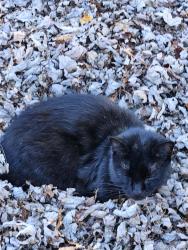 Reunited Male Cat last seen Doris drive, route 96 prestige trailer park, Clifton Springs, NY 14432