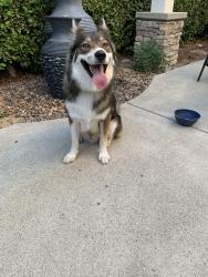 Found/Stray Male Dog last seen Solterra Vista Pkwy and Azul Luna Way, San Diego, CA 92130