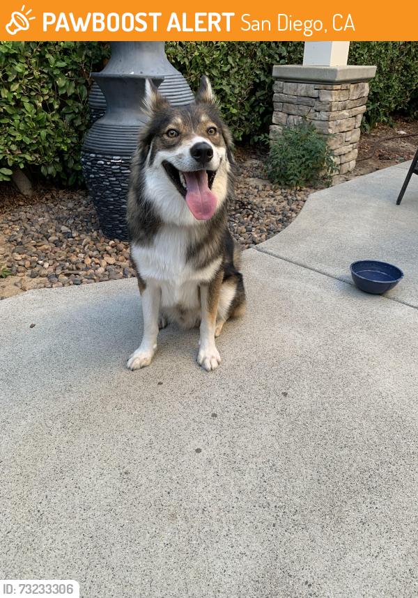 Found/Stray Male Dog last seen Solterra Vista Pkwy and Azul Luna Way, San Diego, CA 92130