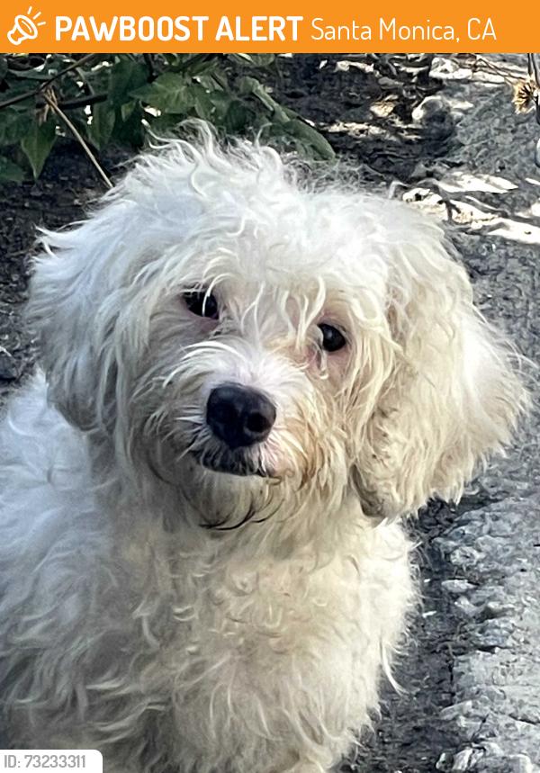 Found/Stray Male Dog last seen Michigan and Cloverfield, Santa Monica, CA 90404