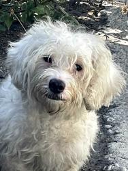 Found/Stray Male Dog last seen Michigan and Cloverfield, Santa Monica, CA 90404