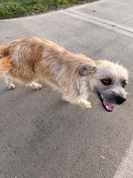 Found/Stray Male Dog last seen By Lionel E Hudson park, across from W Windsor street, San Bernardino, CA 92407