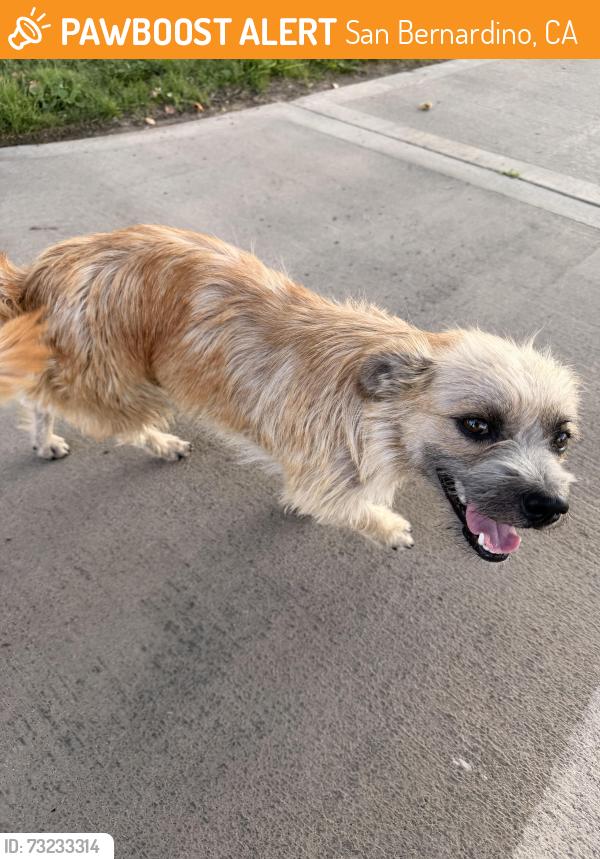 Found/Stray Male Dog last seen By Lionel E Hudson park, across from W Windsor street, San Bernardino, CA 92407