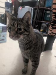 Found/Stray Unknown Cat last seen South Neptune drive in South waterway ests, Satellite Beach, FL 32937