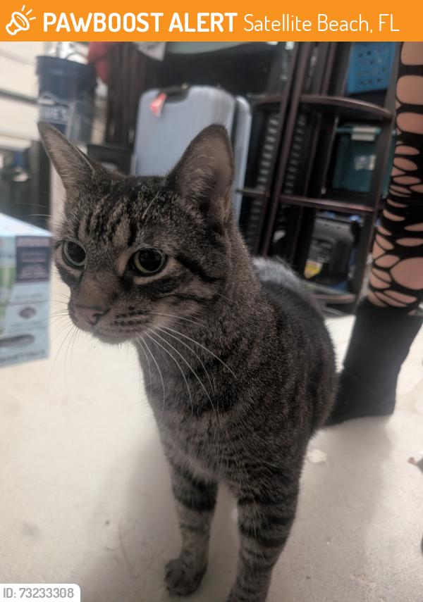 Found/Stray Unknown Cat last seen South Neptune drive in South waterway ests, Satellite Beach, FL 32937