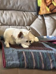 Reunited Female Dog last seen Arlington Ln and General Lee Ln, Rosenberg, TX 77469