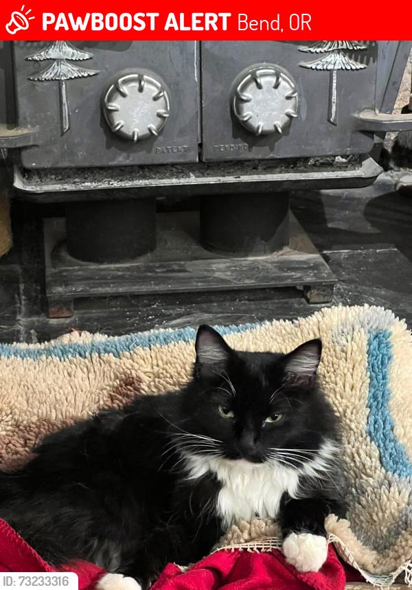 Lost Male Cat last seen Fargo, Bend, OR 97702