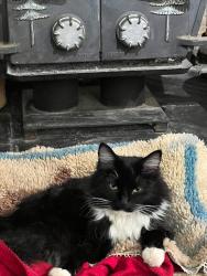 Lost Male Cat last seen Fargo, Bend, OR 97702