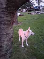 Lost Female Dog last seen Near overlease williams center ohio, Center Township, OH 43506