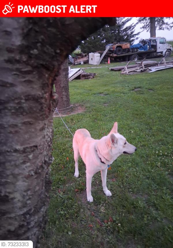 Lost Female Dog last seen Near overlease williams center ohio, Center Township, OH 43506