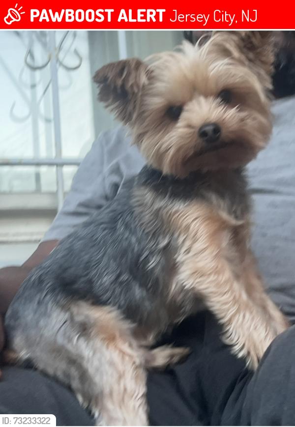 Lost Male Dog last seen Martin Luther King and Ocean Avenue, Jersey City, NJ 07305