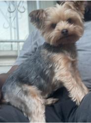 Lost Male Dog last seen Martin Luther King and Ocean Avenue, Jersey City, NJ 07305