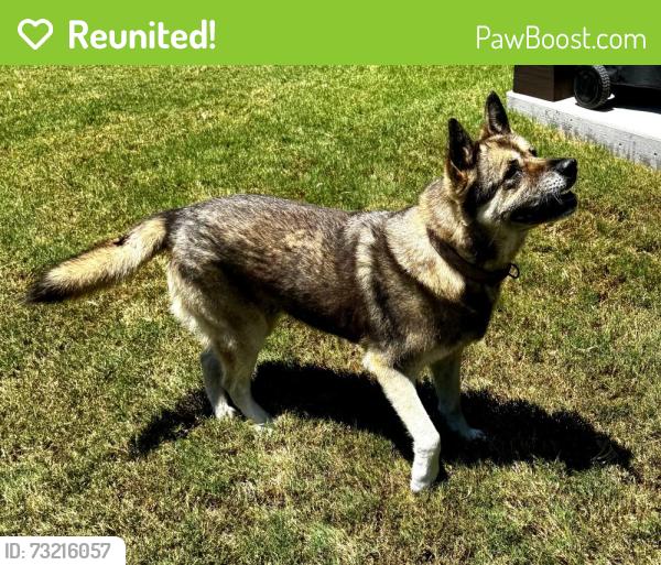 Reunited Female Dog last seen Matthew’s Park, Waxahachie, TX 75165