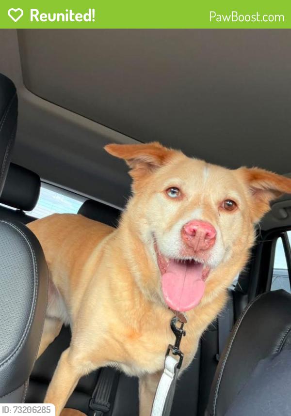 Reunited Male Dog last seen Near and park ave, Parkland, WA 98444