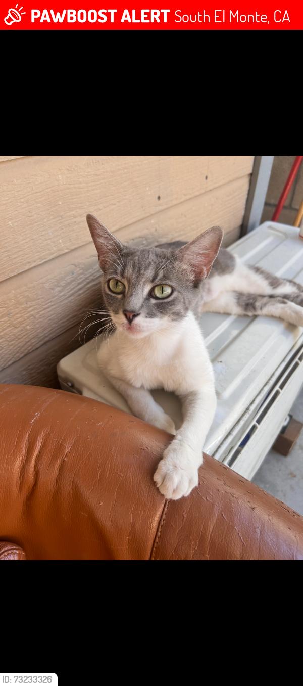 Lost Female Cat last seen Tyler Ave, South El Monte, CA 91733
