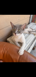 Lost Female Cat last seen Tyler Ave, South El Monte, CA 91733