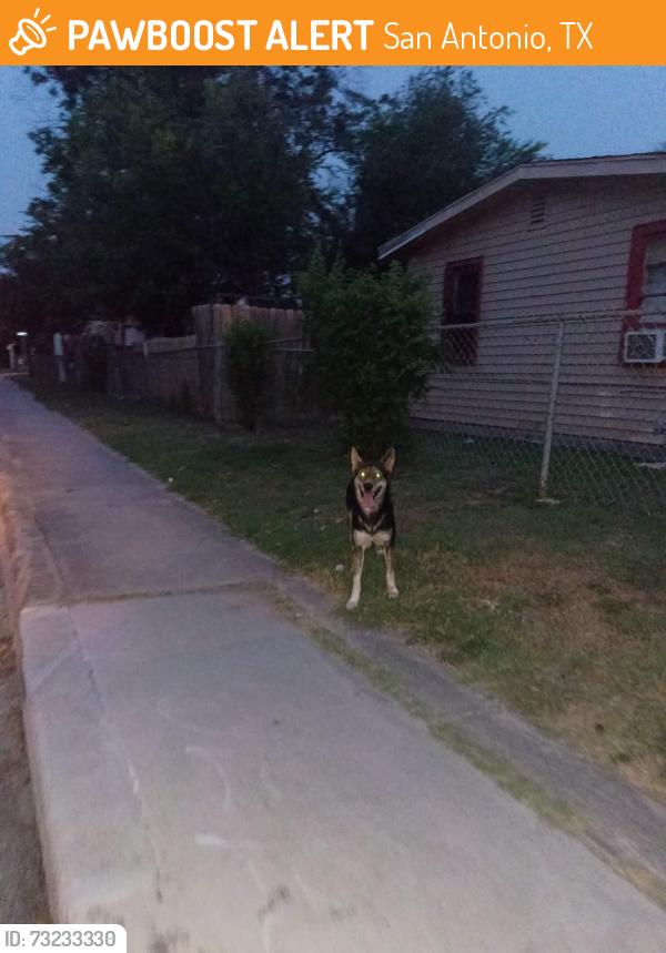 Found/Stray Unknown Dog last seen Last seen going around area repeatly, San Antonio, TX 78237
