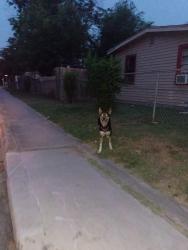 Found/Stray Unknown Dog last seen Last seen going around area repeatly, San Antonio, TX 78237