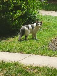 Found/Stray Unknown Cat last seen Canonbury Square, Fairfax VA, Oakton, VA 22031