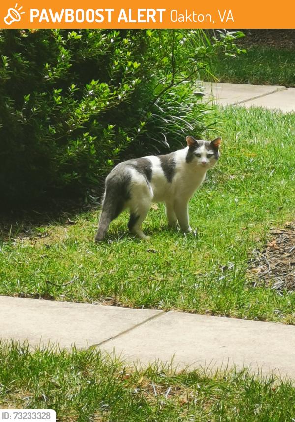 Found/Stray Unknown Cat last seen Canonbury Square, Fairfax VA, Oakton, VA 22031
