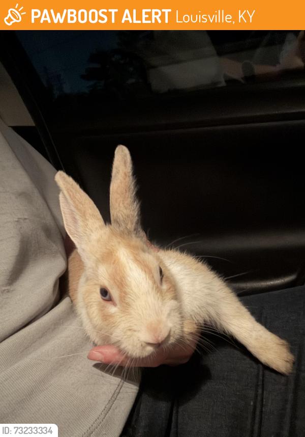 Found/Stray Unknown Rabbit last seen Langdon drive next to dollar tree, Louisville, KY 40242