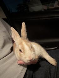 Found/Stray Unknown Rabbit last seen Langdon drive next to dollar tree, Louisville, KY 40242